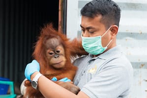 Bpk Panut with Orangutan